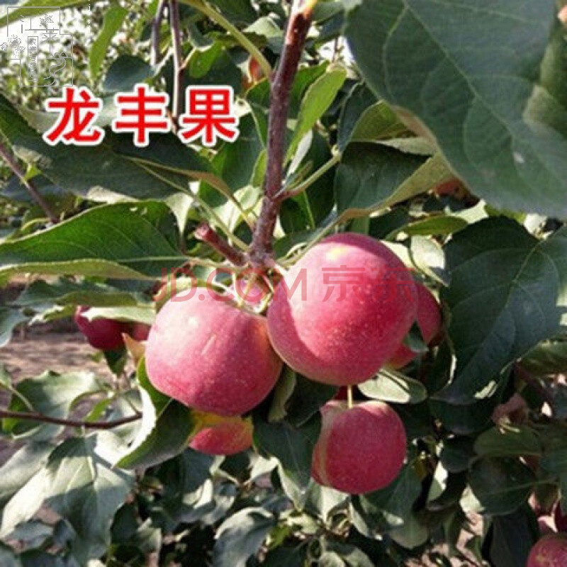 沙果树苗大秋果小苹果黄太平冰糖心沙果耐寒南方北方果树苗 龙丰果 6