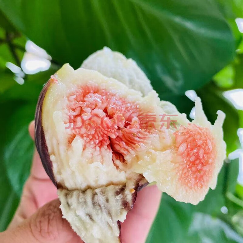 云南无花果新鲜现发紫皮红皮2/3斤无花果农家水果过节送礼 5斤