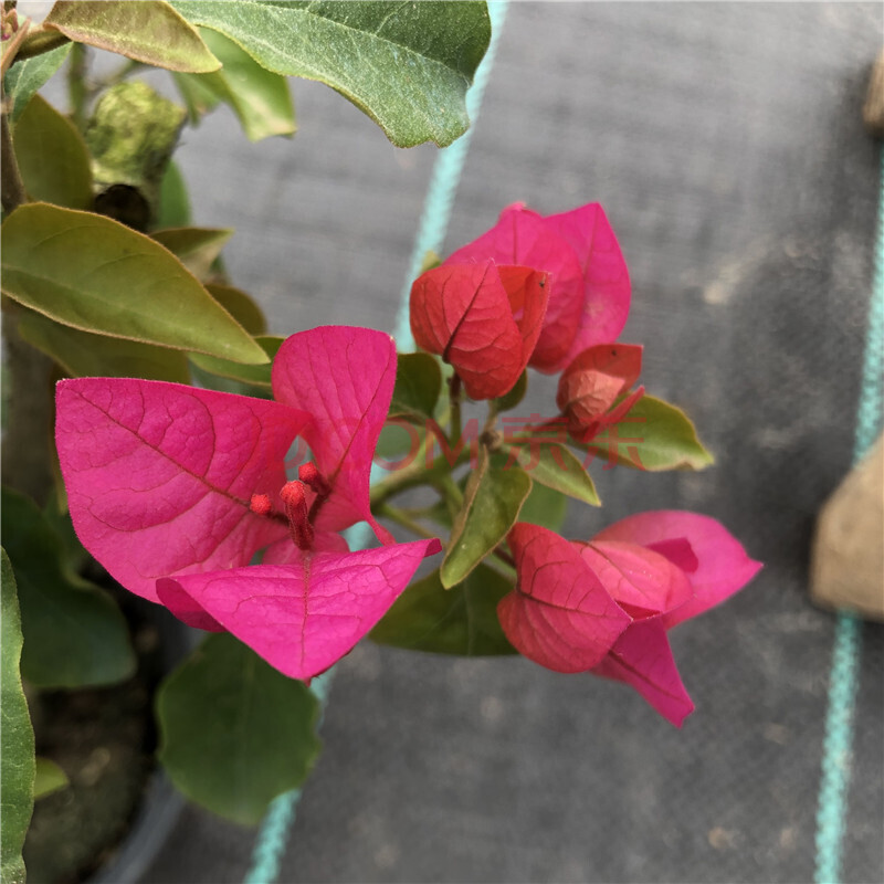 巴西三角梅盆栽年宵花卉苗爬藤庭院帶花發貨四季印度畫報綠櫻重瓣紅漳