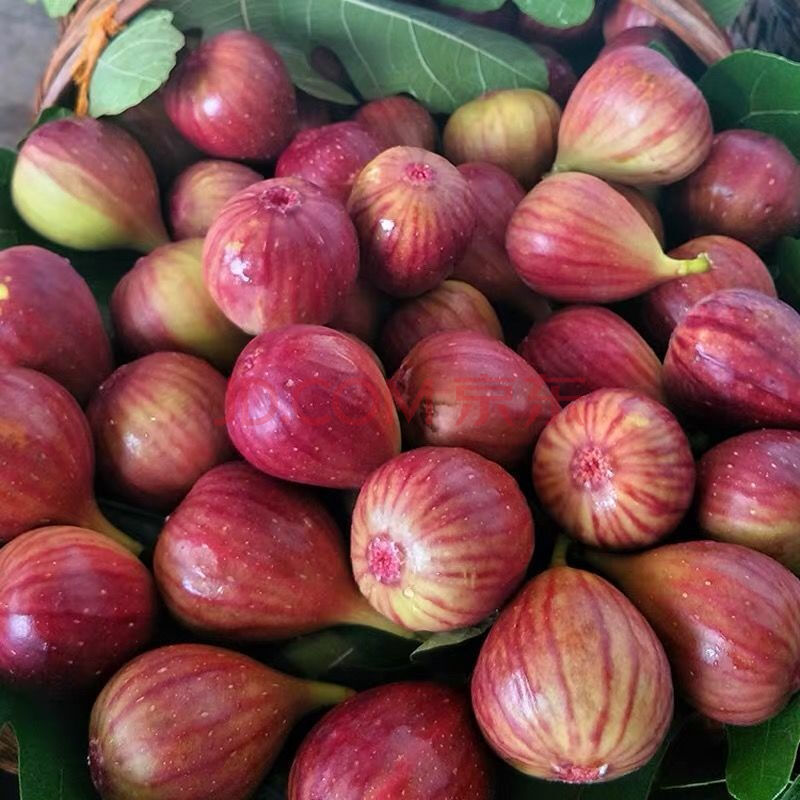 无花果新鲜红皮水果当季营养大水果紫皮红心奶浆无花果现摘 2斤