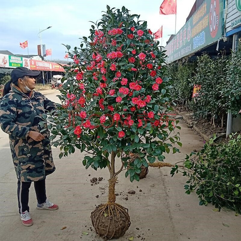 茶花樹苗盆栽地栽茶花苗山茶花耐冬樹苗大苗花卉室內盆栽帶花苞大棵