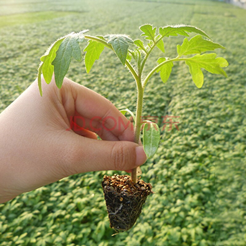 蔬菜孑秧四季陽臺菜苗夏季秧苗孑秧基地大田種植花生小黑番茄苗6棵