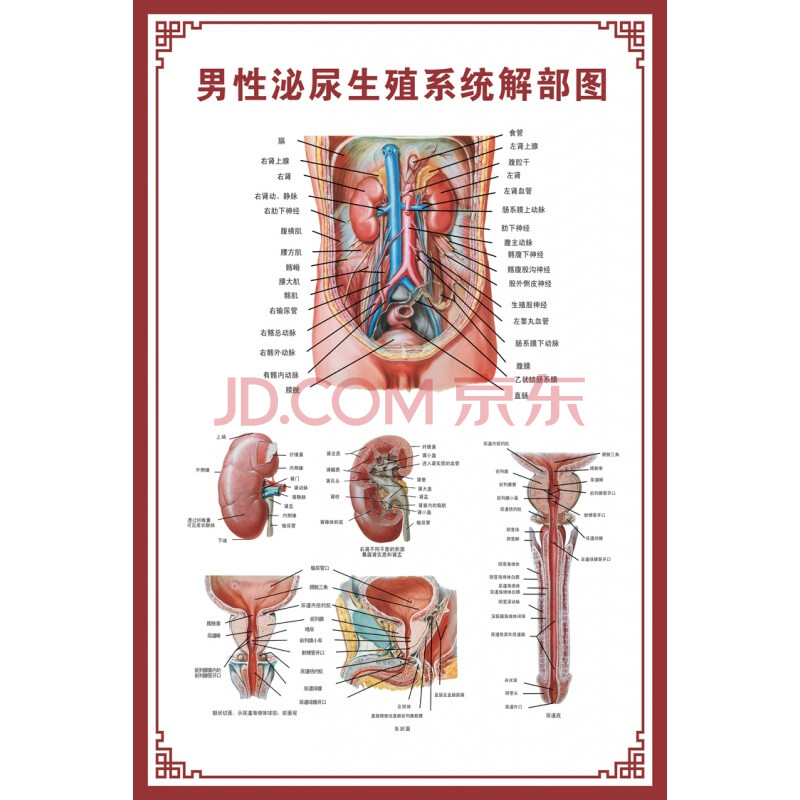 人體肌肉掛圖 人體內臟解剖示意圖醫學骨骼肌肉器官血管血液結構圖