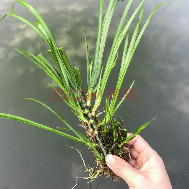 石菖蒲水培盆景草附龍根苗魚缸生養龜挺水培草水養老樁盆栽綠植物