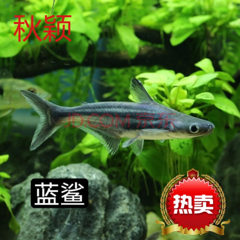 秋穎 藍鯊虎頭鯊淡水鯊魚成吉思汗鯊大白鯊白化鯊兇猛熱帶魚觀賞魚