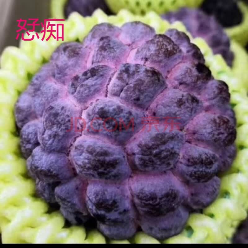 【现摘现发】红释迦果番荔技稀罕珍贵品种紫红玫瑰释迦新果已成熟 二