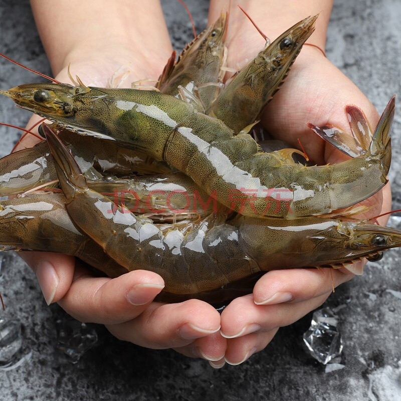 青岛大虾基围虾超大虾带箱对虾海虾鲜虾鲜活青虾 3斤