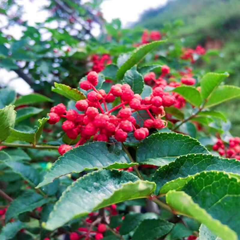 2020年甘肃积石山花椒大红袍刺椒250g山货上头条县长火锅底料配料