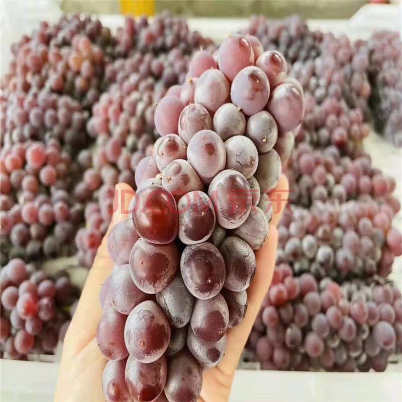 吉娃娃葡萄 新鲜迷你小葡萄 当季孕妇水果无籽葡萄金娃娃 1000g