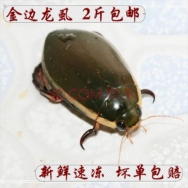 金边龙虱 新鲜 水鳖 水蟑螂 活体速冻500g 一件