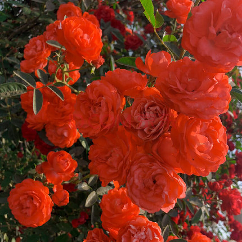 花树苗 木香花苗七里香盆栽爬藤植物浓香甜蜜红木香庭院花卉 橙木香1