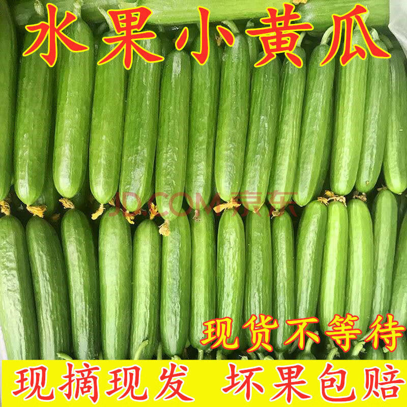 水果黄瓜新鲜生吃5斤整箱山东脆甜小黄瓜孕妇当季青瓜蔬菜批发2斤