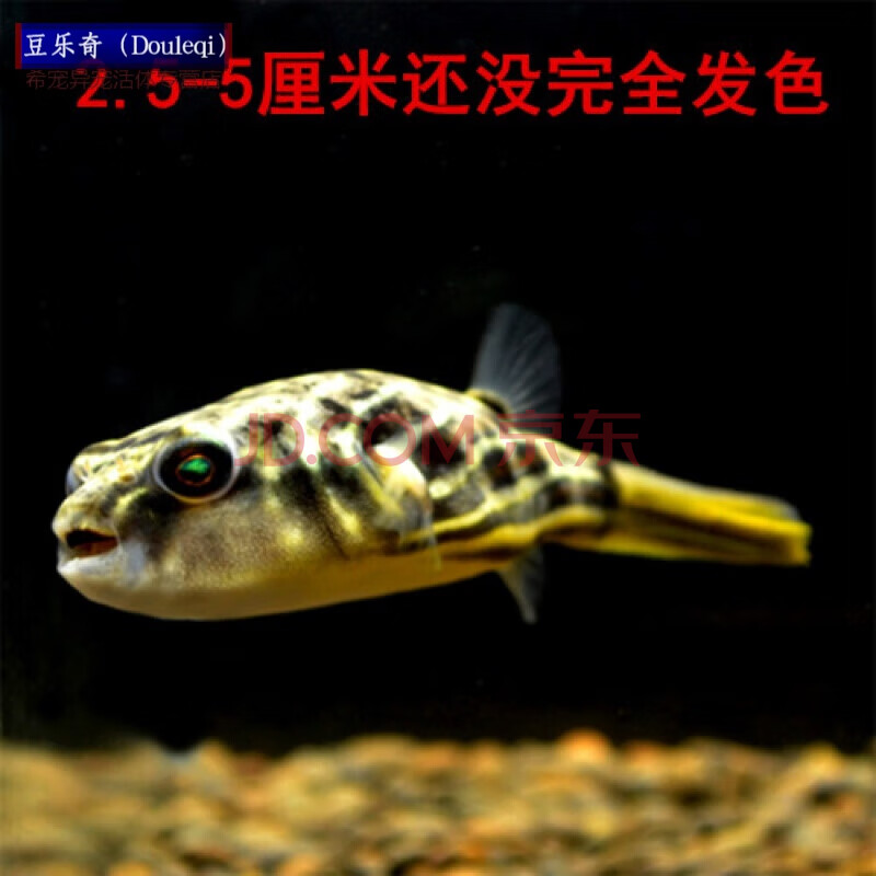 斑馬狗頭魚皇冠毛毛狗頭魚木瓜狗頭潛水艇兇猛淡水觀賞魚 斑馬狗頭1-2