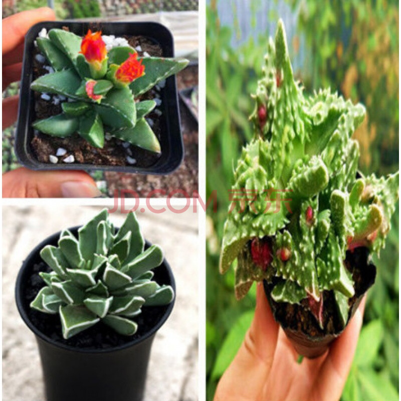 黑色多肉植物滇石莲唐扇天女四海波红稚儿山地玫瑰春 红怒涛 四海波