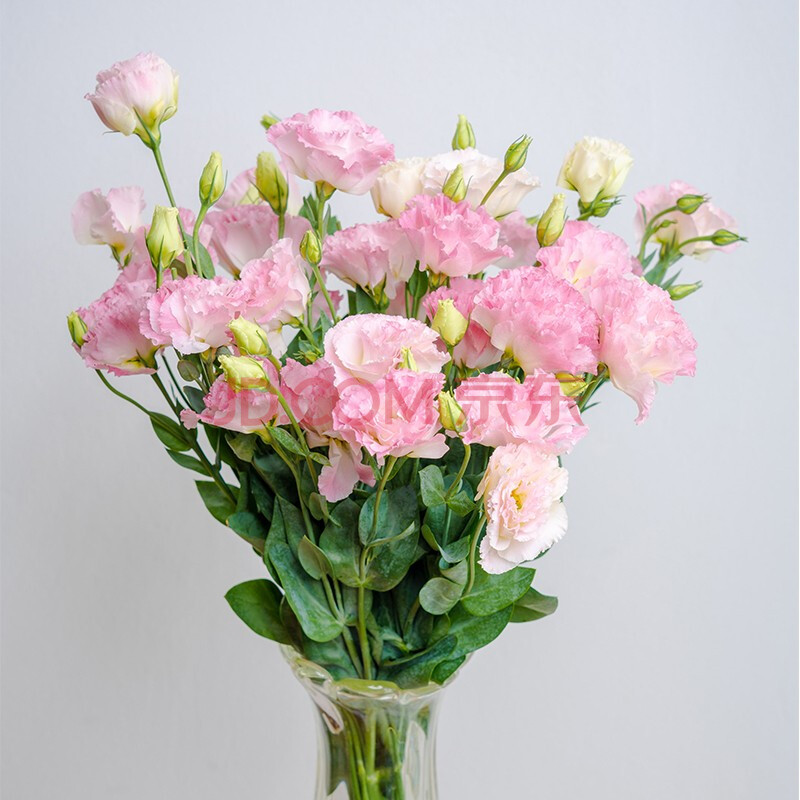 馆】云南基地桔梗鲜花可家庭插花送朋友礼物礼品 波浪粉洋桔梗(12支)
