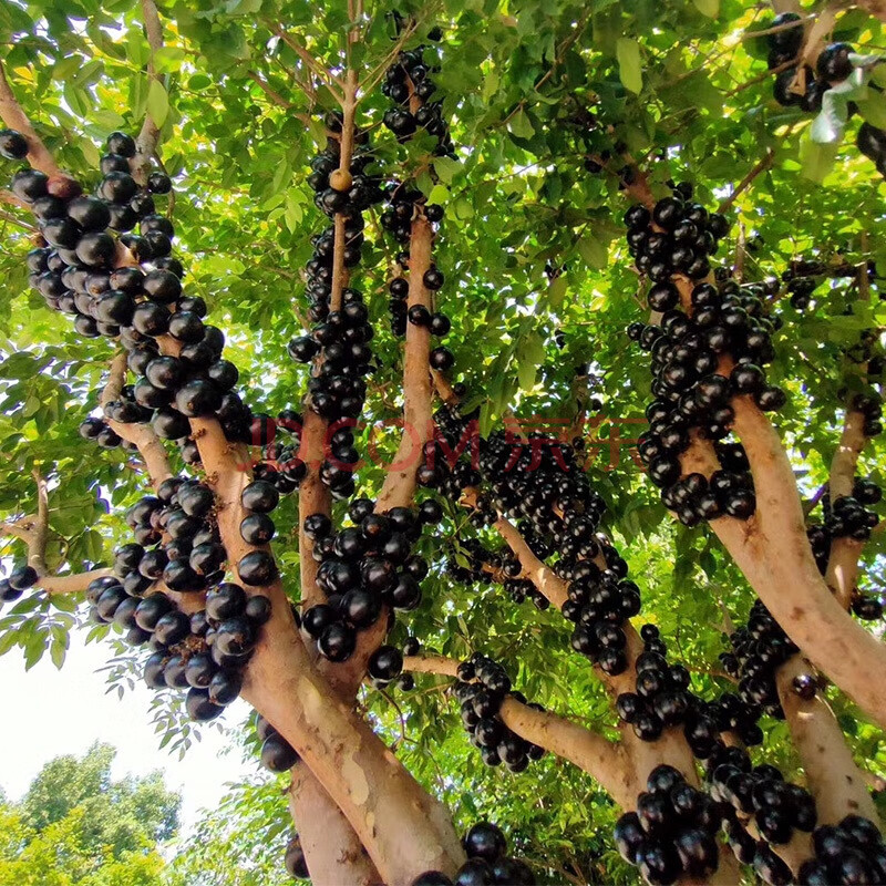 福建嘉宝果新鲜水果 树葡萄一种的稀奇罕见水果【图片 价格 品牌 报价