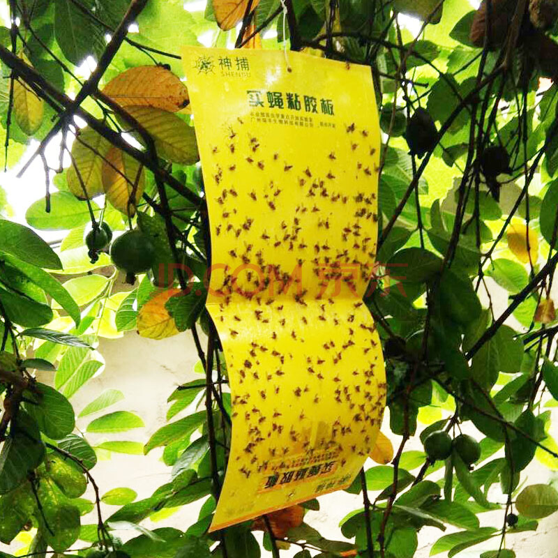 实蝇粘胶板桔小实蝇诱粘板针蜂大实蝇诱虫板果园粘虫板 5片装