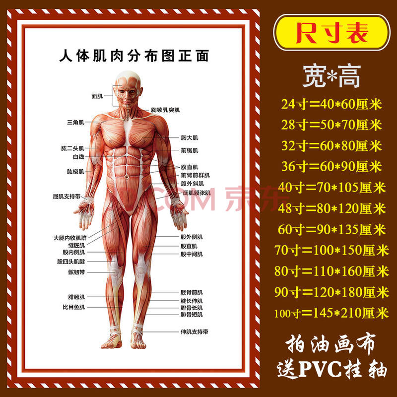 人体骨骼肌构造示意图图片