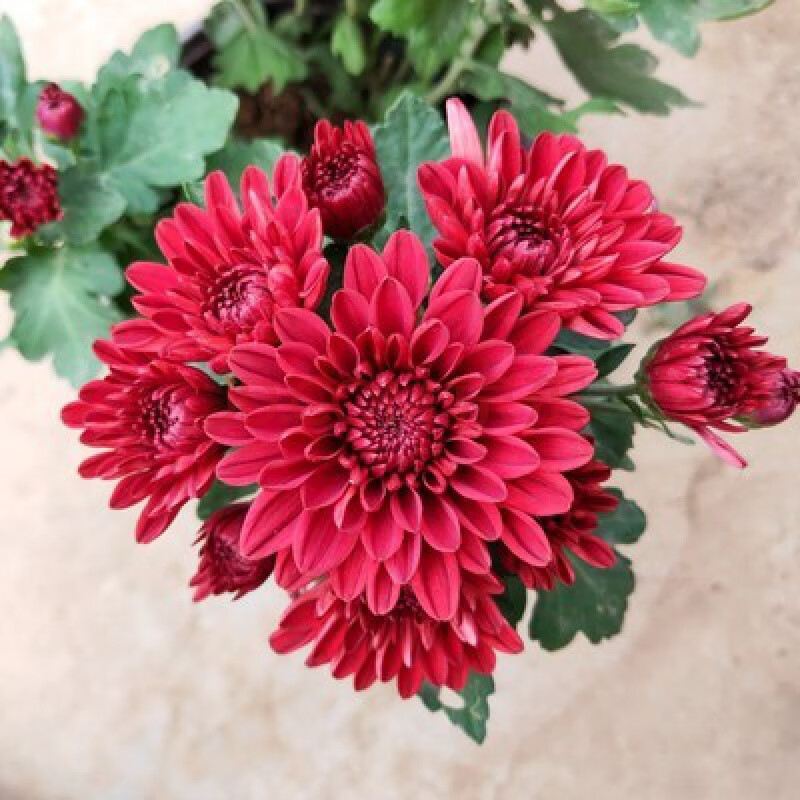 球菊菊花狮子头花泰迪菊四季开花菊花盆栽 荷兰菊红色(带花苞发货) 不