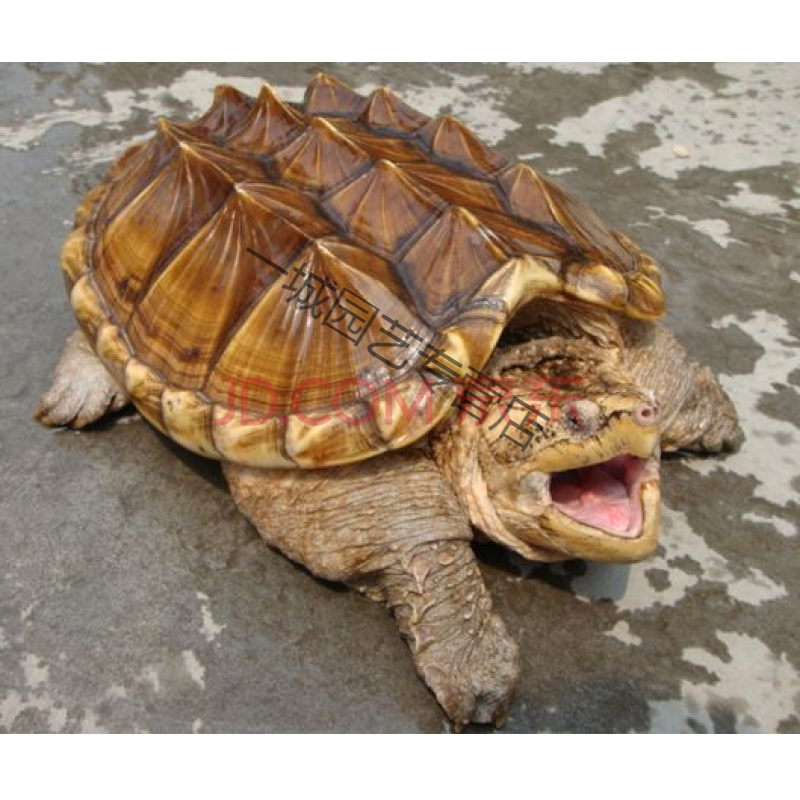 一城 鳄鱼龟2020新苗头苗财黄壳鳄龟观赏乌龟大鳄龟杂佛龟鳄鱼龟黄壳