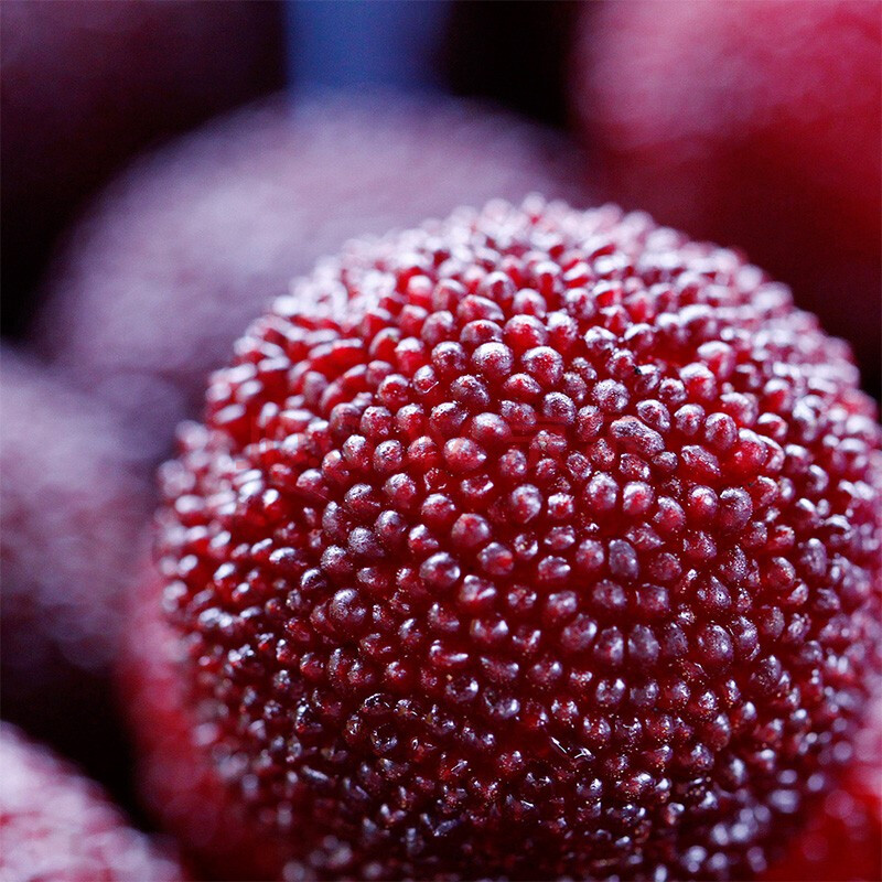 【京鲜速配】湖南靖州东魁杨梅 乌梅 时令生鲜水果 现摘现发 乌梅4斤