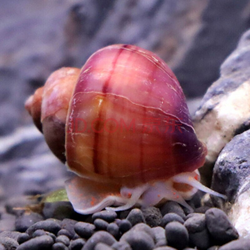 螺虾蟹 缸壁除藻螺 除藻清淤活化床底 美化水族箱鱼缸造景装饰 紫纹螺