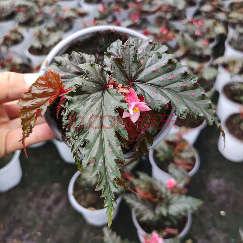 伴兮 鳟鱼富士山粉旗鱼猫眼白冰大王秋刀鱼枫叶秋海棠北欧ins风网红