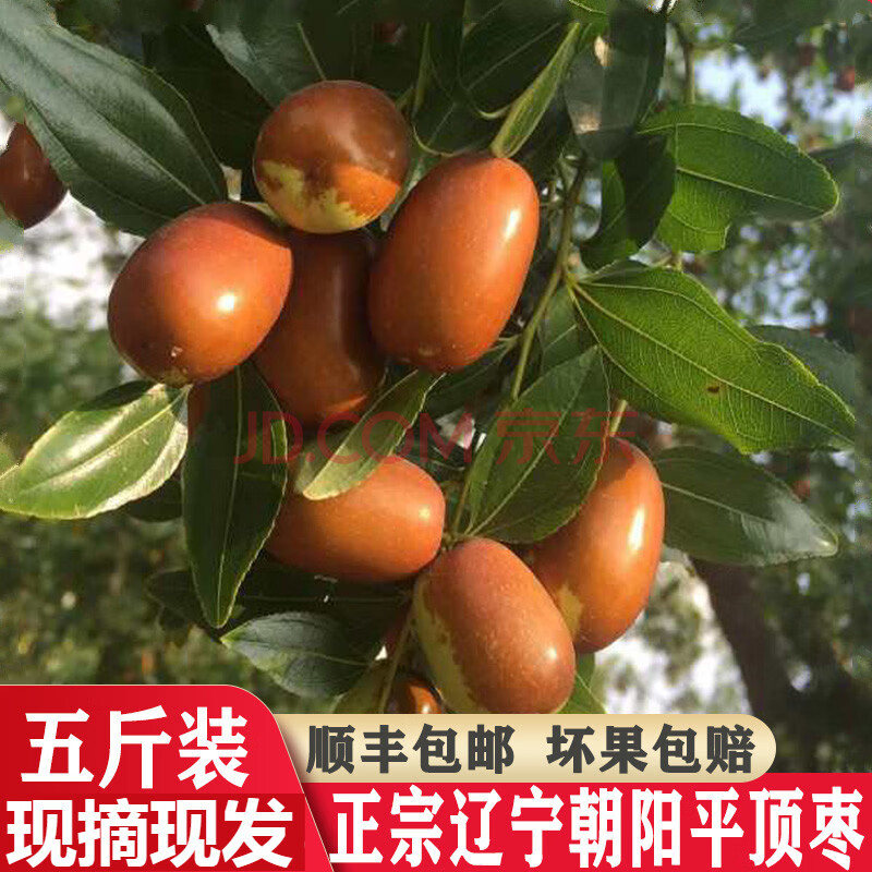顺丰直达辽宁朝阳大枣东北特产红枣长枣新鲜现摘脆枣孙家湾大枣v 精选