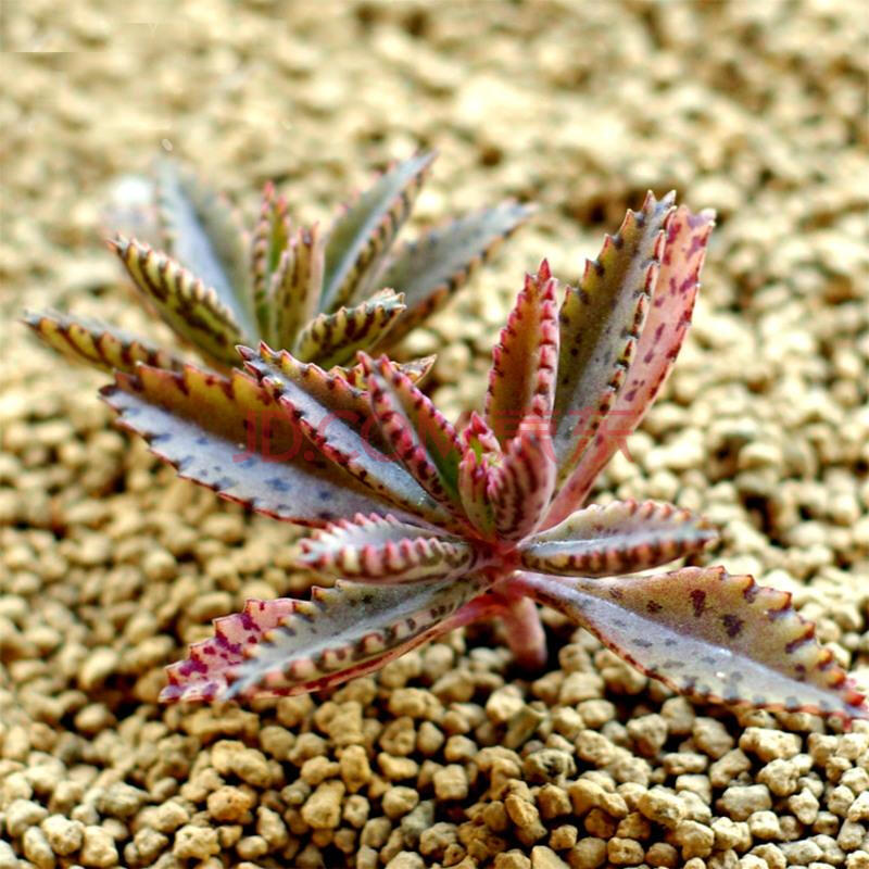 羽叶不死鸟 棒叶不死鸟 落地生根 不死鸟系列 多肉植物 羽叶不死鸟3cm