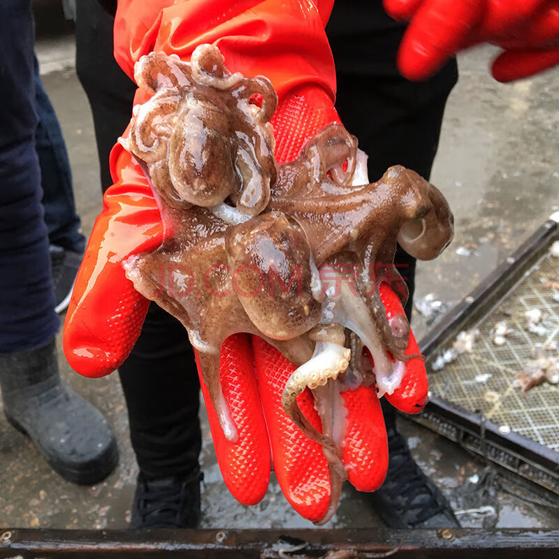 迷你八爪魚鮮活批發 一大爆頭箱八抓魚海鮮水產新鮮 1斤【特惠裝 掌櫃