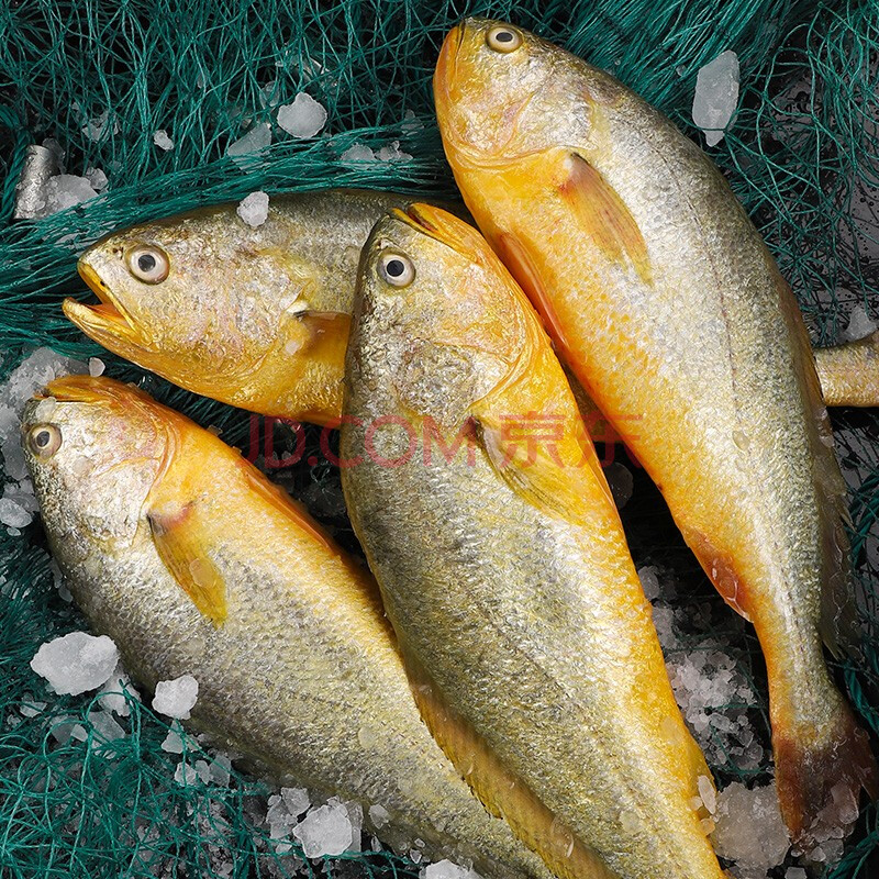 8元/条】海皇湾 黄花鱼 生鲜 鱼类 1条装 【10条装】250g/条*10