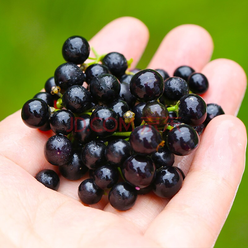 新鲜龙葵果野葡萄黑天天黑黝黝罕见应当季水果 250g