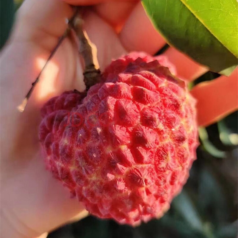 海南荔枝王超大火山荔枝新鲜当季孕妇水果鸡蛋大的荔枝 1500g