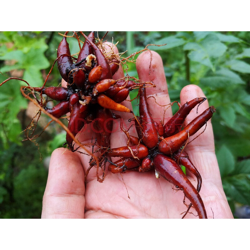 新鲜野生红活麻 贵州小红麻根红禾麻红火麻纯根蟹子草500g