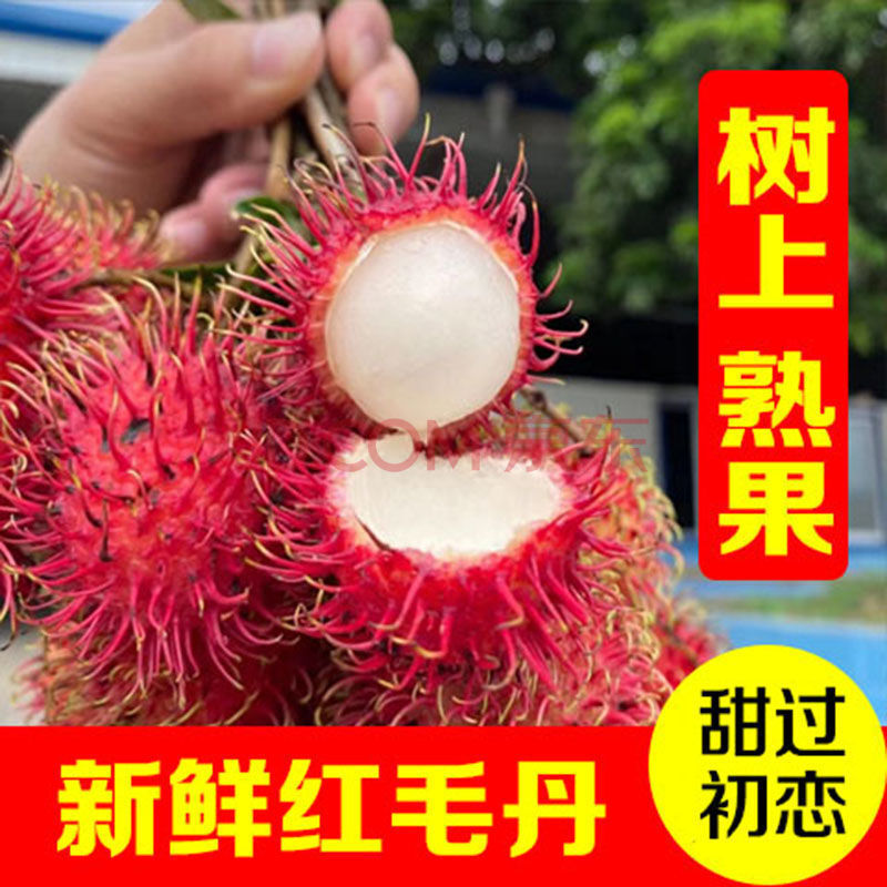 【壞果包賠】紅毛丹 新鮮水果毛荔枝現摘熱帶水果 淨重3斤【樹上熟果