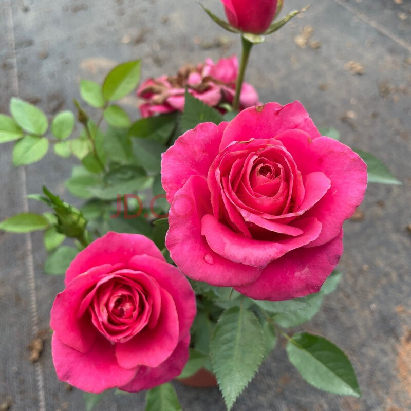 【限時】果汁陽臺月季花苗帶花苞盆栽大花朵歐月四季開花玫瑰 大盆新