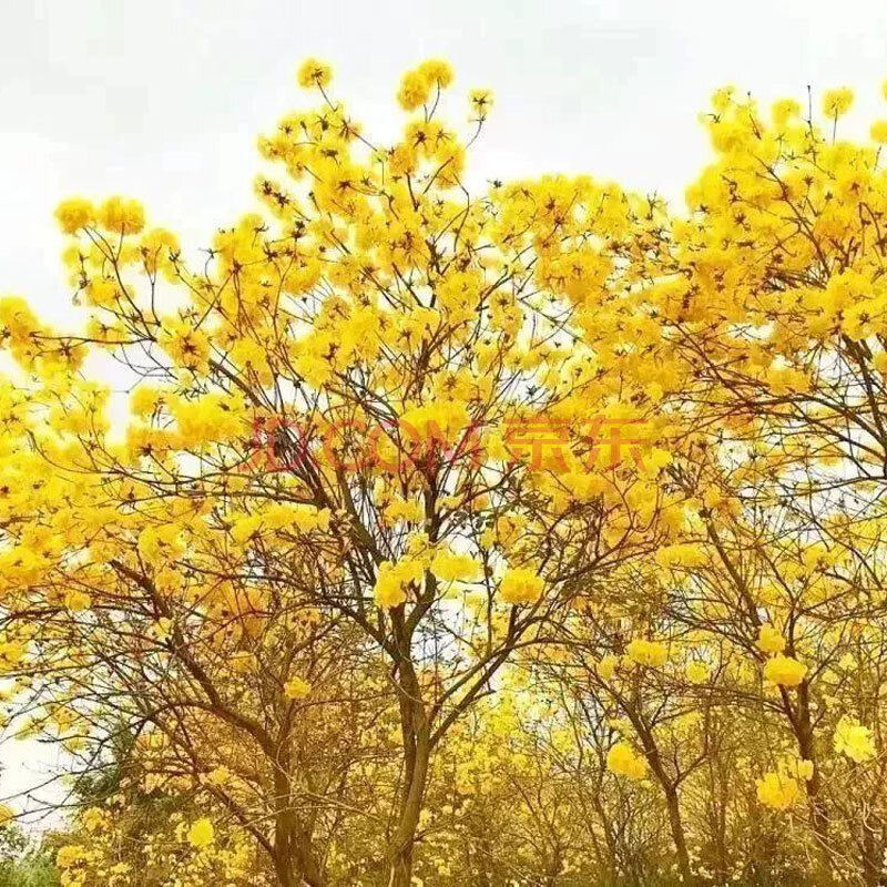 紅花風鈴木種子綠化林木樹種籽風景樹綠化苗木種子黃花風鈴木種籽