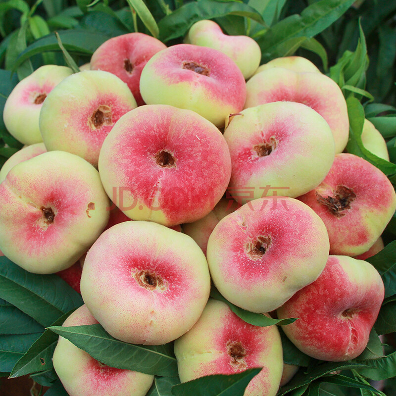 水果新鲜山东番10扁桃5斤盘桃潘桃纽扣子当季整箱 1500g 大果