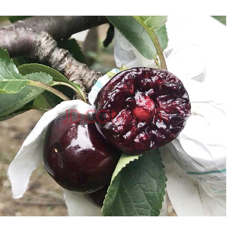 四川汉源套袋黑珍珠车厘子一箱新鲜水果大樱桃5五10汶川4斤装特大团建