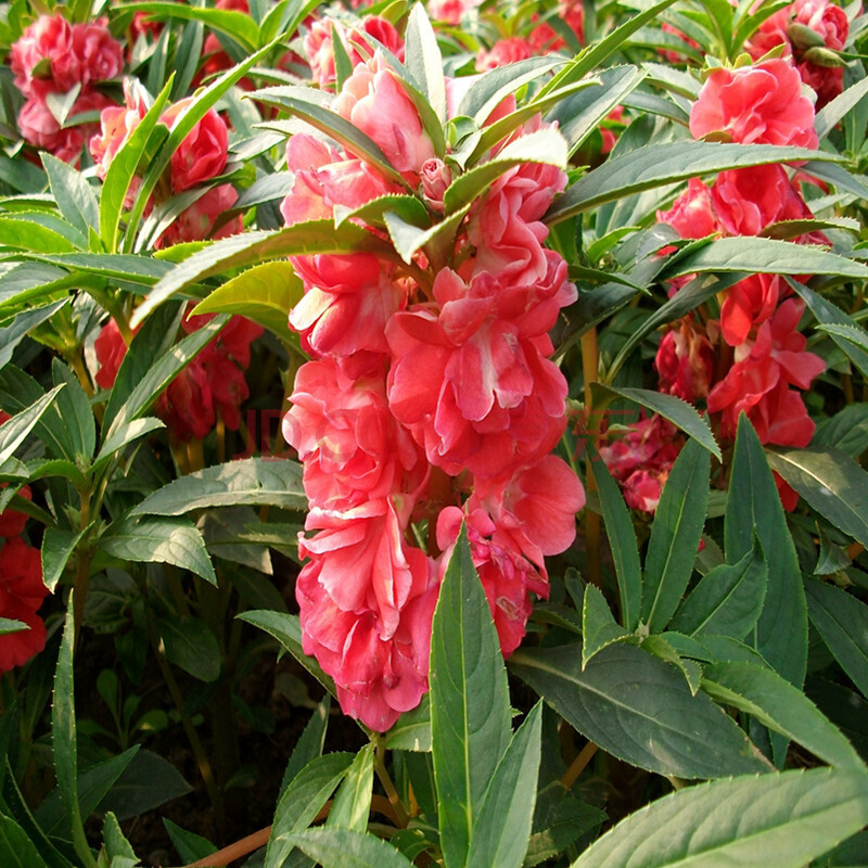 中夢供應花卉花籽鳳仙花種子觀賞植物家庭園藝景區綠化易種植 鳳仙花