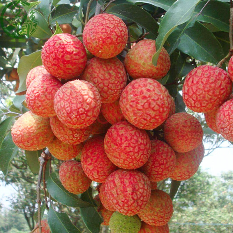 【顺丰闪发】广东茂名双肩玉荷包荔枝新鲜5斤水果增城10 2500g 【中果