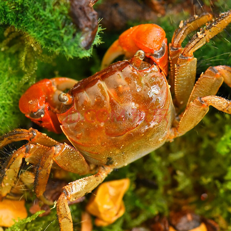 萌小星 觀賞蟹活體 寵物螃蟹可觀賞魚觀賞蝦混養水族箱造景 相手蟹 3