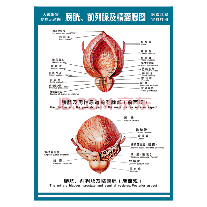 《醫院科室宣教掛圖人體結構示意圖器官解剖圖全身骨骼圖宣傳畫牆貼畫