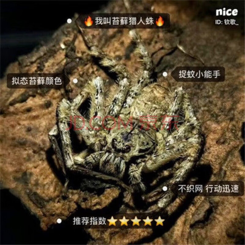 苔藓猎人蛛8cm 含套装