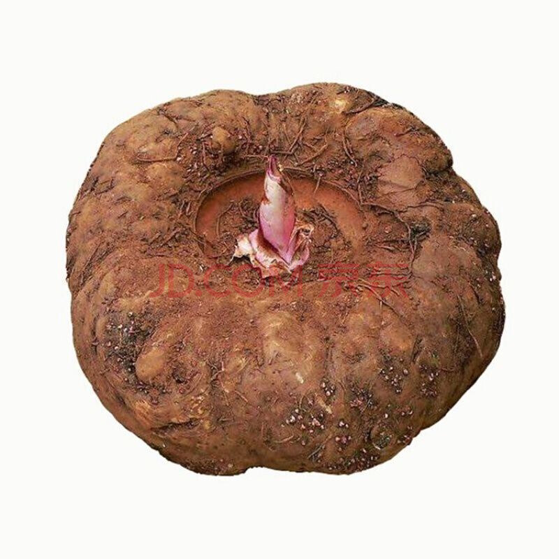 正宗一代魔芋 脱水花魔芋云南高产白魔芋有机魔芋种种子 有机魔芋种子