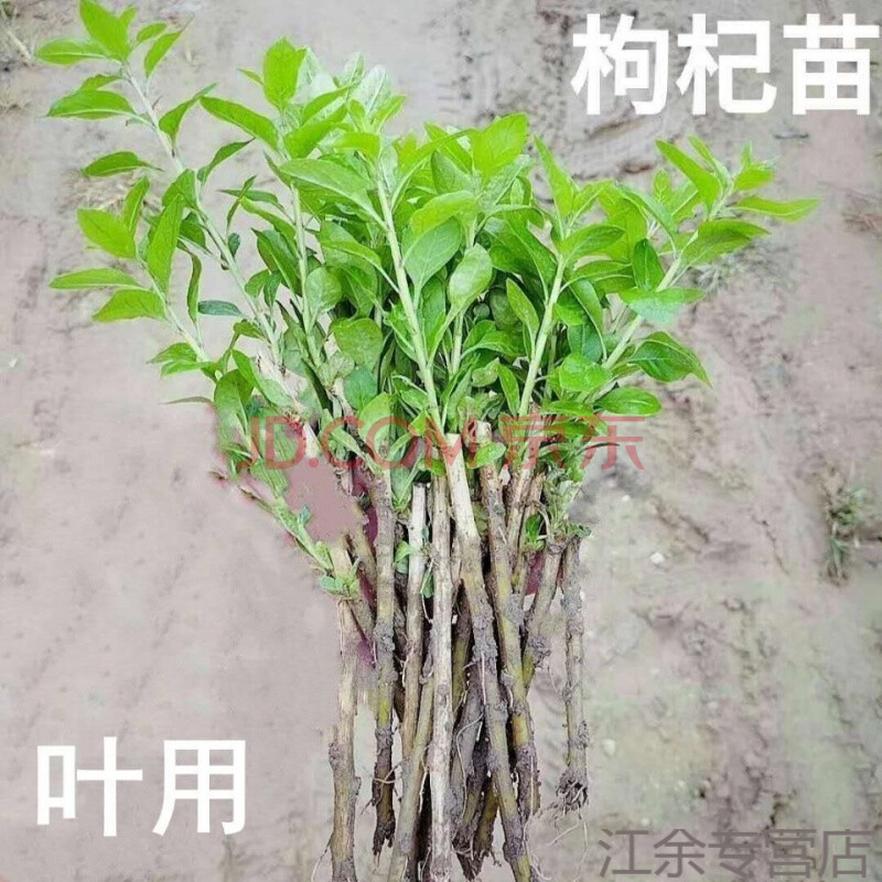 叶苗食用枸杞菜苗枸杞根枸杞苗种植种子枸杞盆栽现挖 野生枸杞苗5株