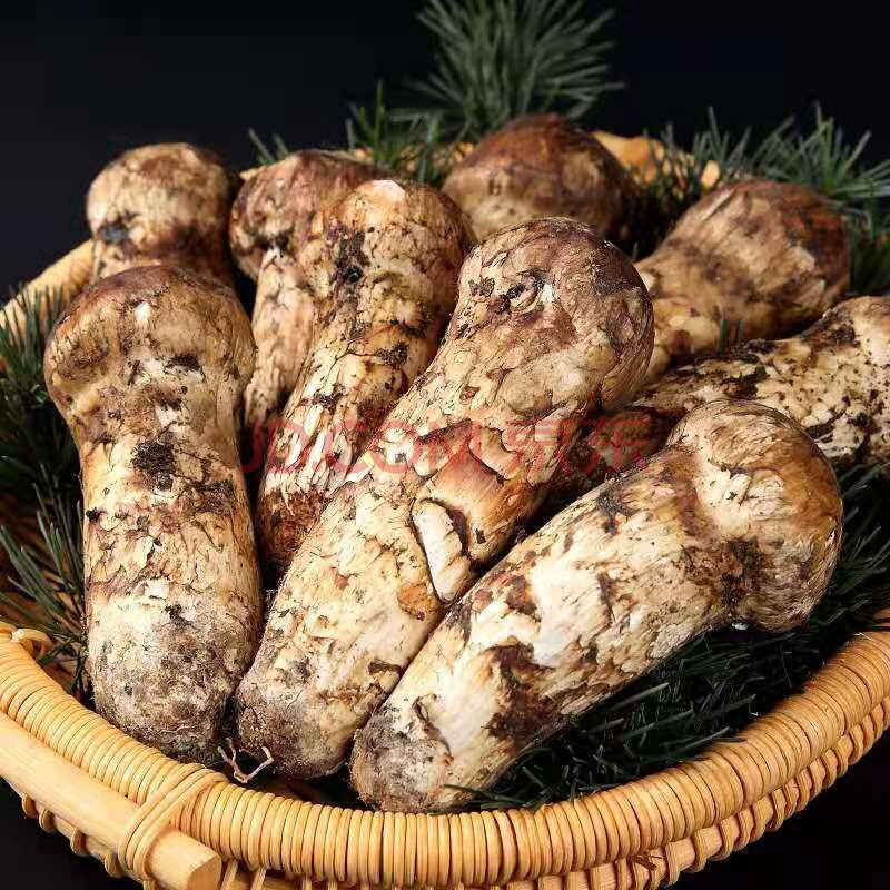 【永平特产馆】香格里拉野生松茸 新鲜云南野生菌 出口级松茸 未开伞