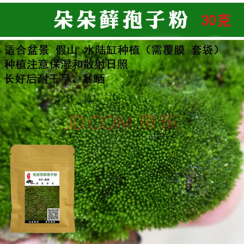 新鲜活苔藓植物微景观鲜活青苔盆景铺面假山装饰苔藓孢子粉 朵朵藓