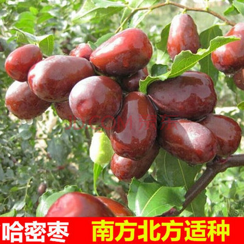 枣树苗新疆和田5年大苗当年结果 新疆和田大枣 枣苗枣树苗沾化冬枣子