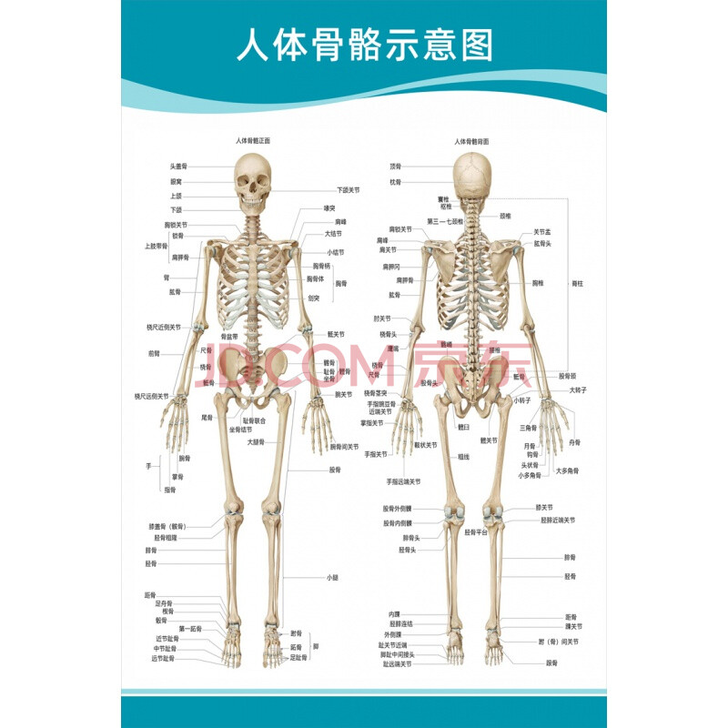 結構示意圖大腦血液循環醫學掛圖(不支持七天無理由退貨) 人體骨骼